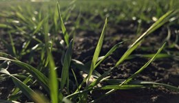 North Essex Monitor Farm 